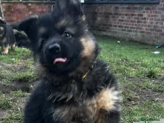 German Shepherd dogs Beautiful German Shepherd Puppies Kc Registered - Advert 9