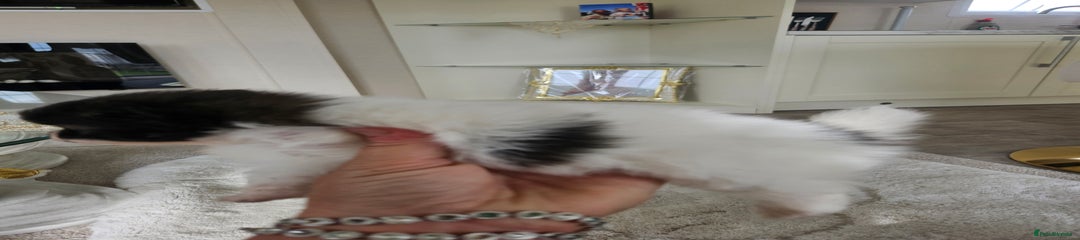  Puppy 2