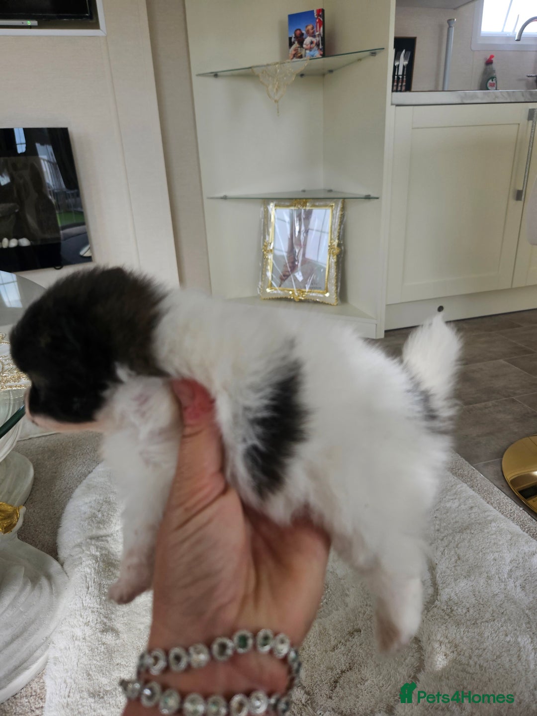 Pomeranian dogs for sale: Russian pomeranian  - Image 2