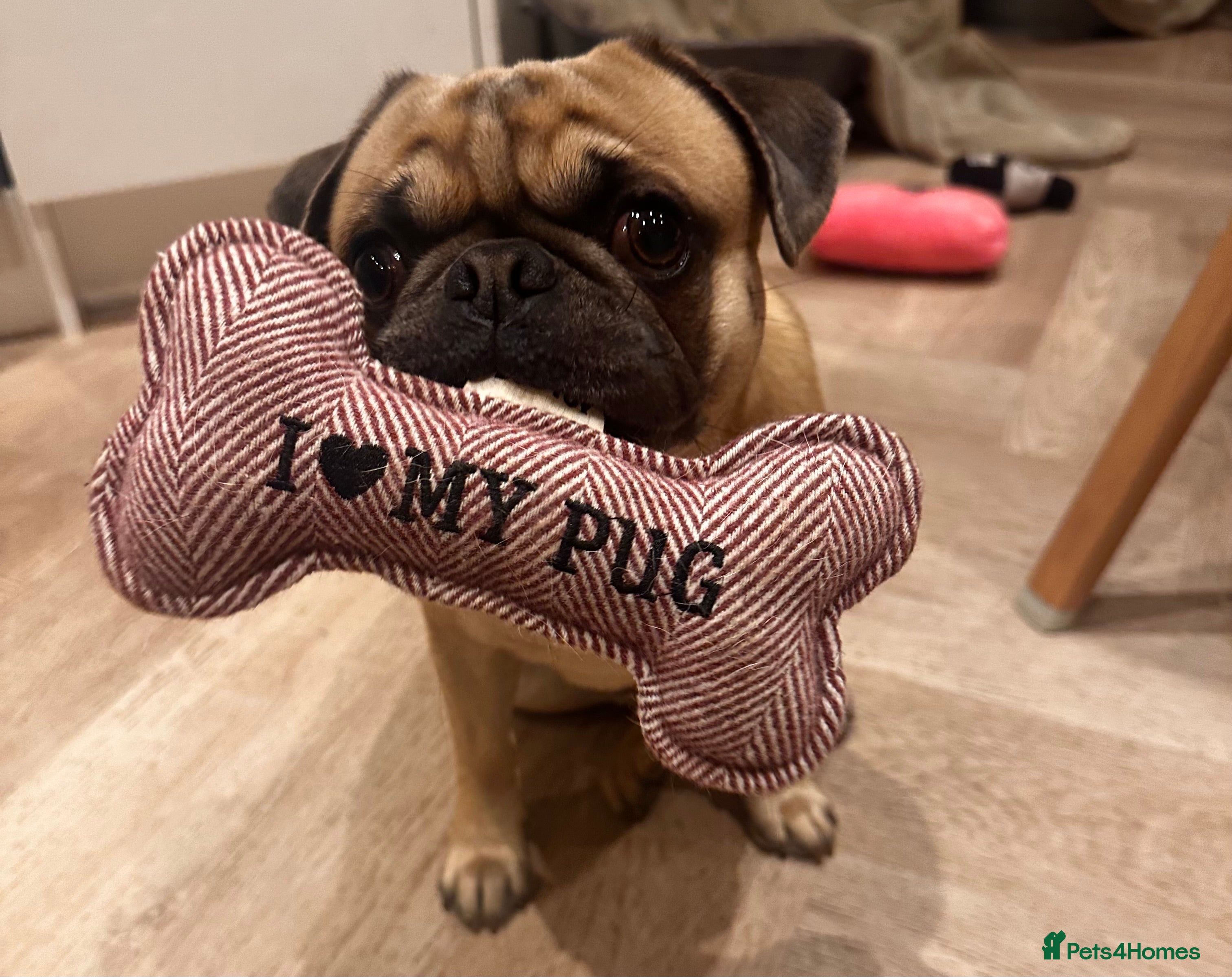 Pug dogs KC pug carrying choclate for stud - Advert 7