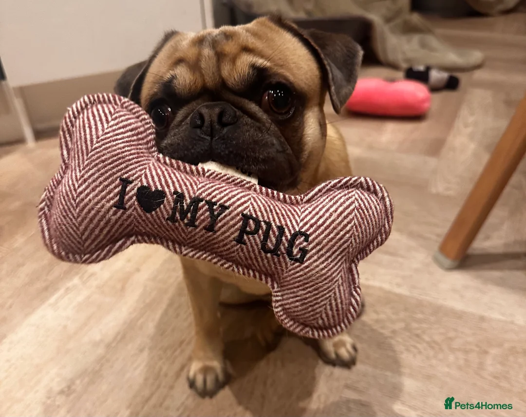 Pug dogs for stud: KC pug carrying choclate for stud - Advert 1