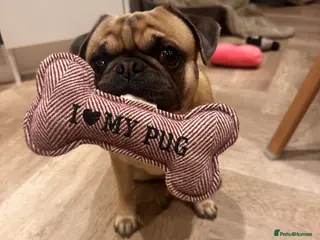 Pug dogs KC pug carrying choclate for stud - Advert 1