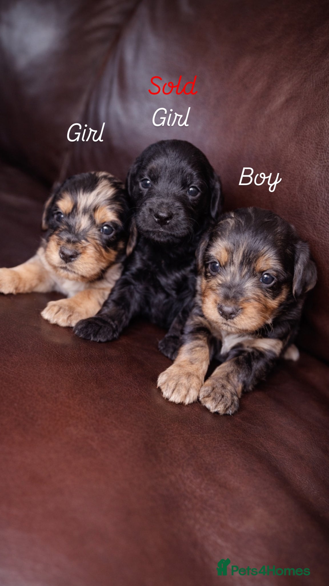 Cockapoo dogs 🐾Beautiful Mixed litter of F1 cockapoo Puppys🐾 - Advert 1