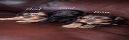 Cockapoo dogs for sale: 🐾Beautiful Mixed litter of F1 cockapoo Puppys🐾 - Advert 7