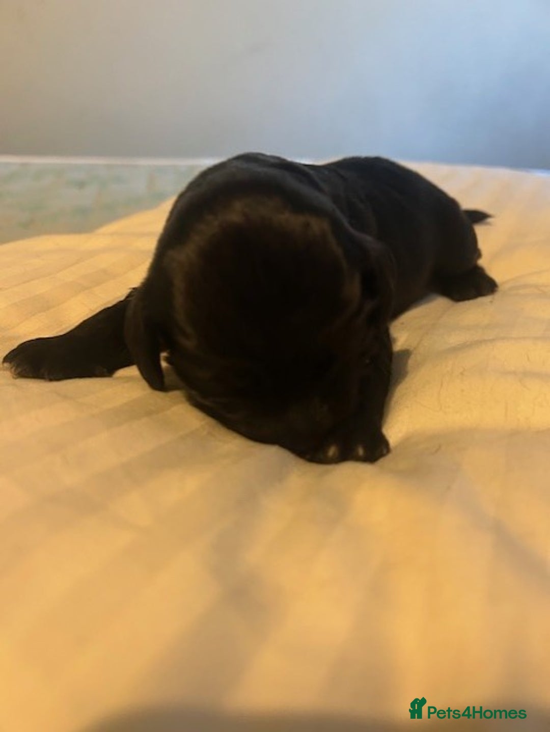 Cocker Spaniel dogs for sale: Working cocker spaniels for sale - Advert 10