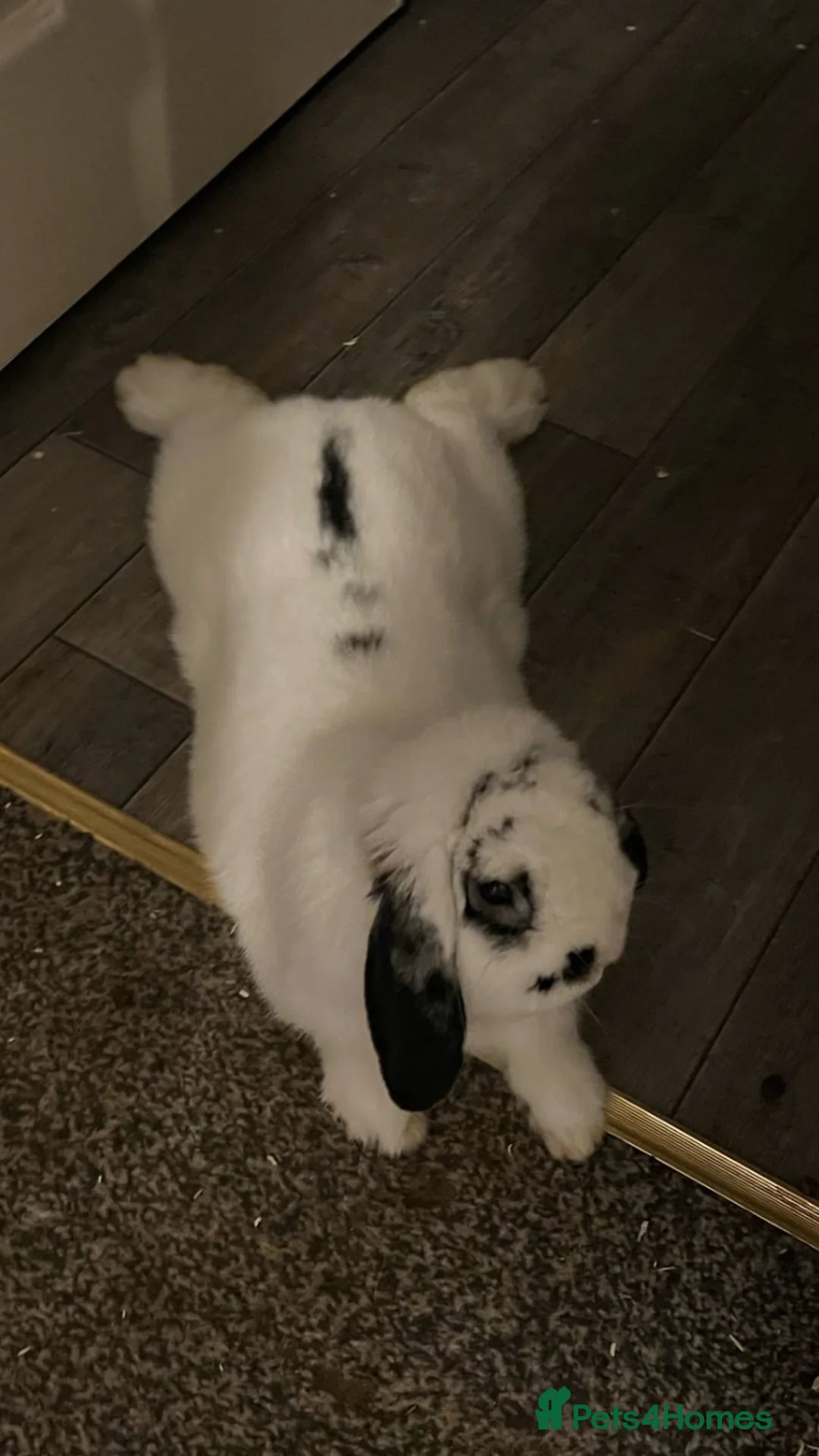 Mini Lop rabbits for sale: Tux and Caramel need rehoming - Advert 3