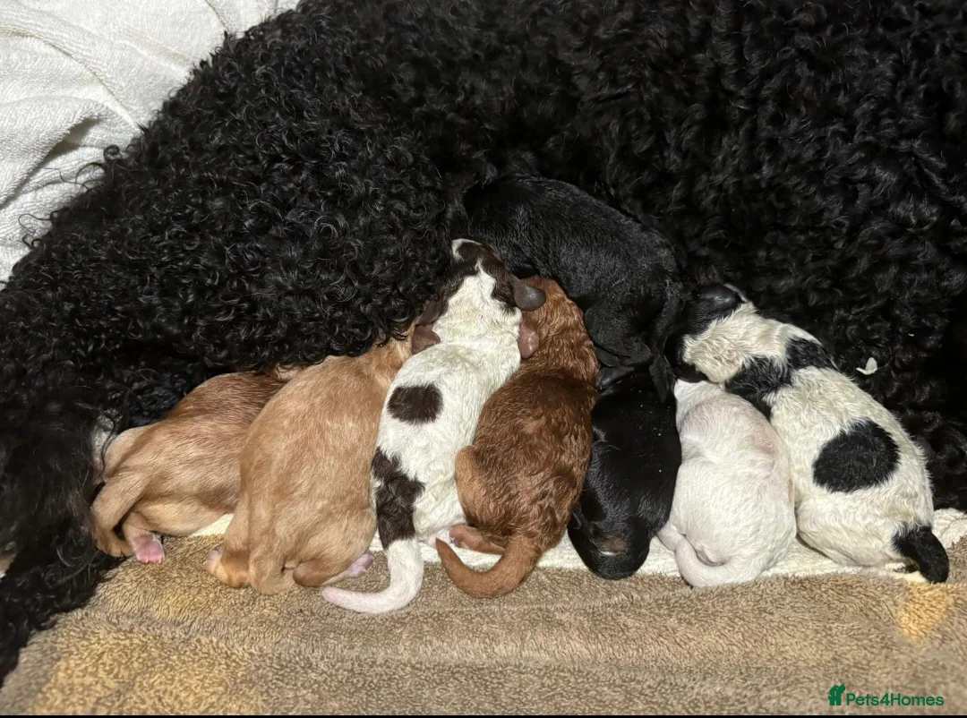 Cockapoo dogs for stud: Proven DNA tested red F1 Cockapoo Charlie for Stud in Milton Keynes - Advert 12