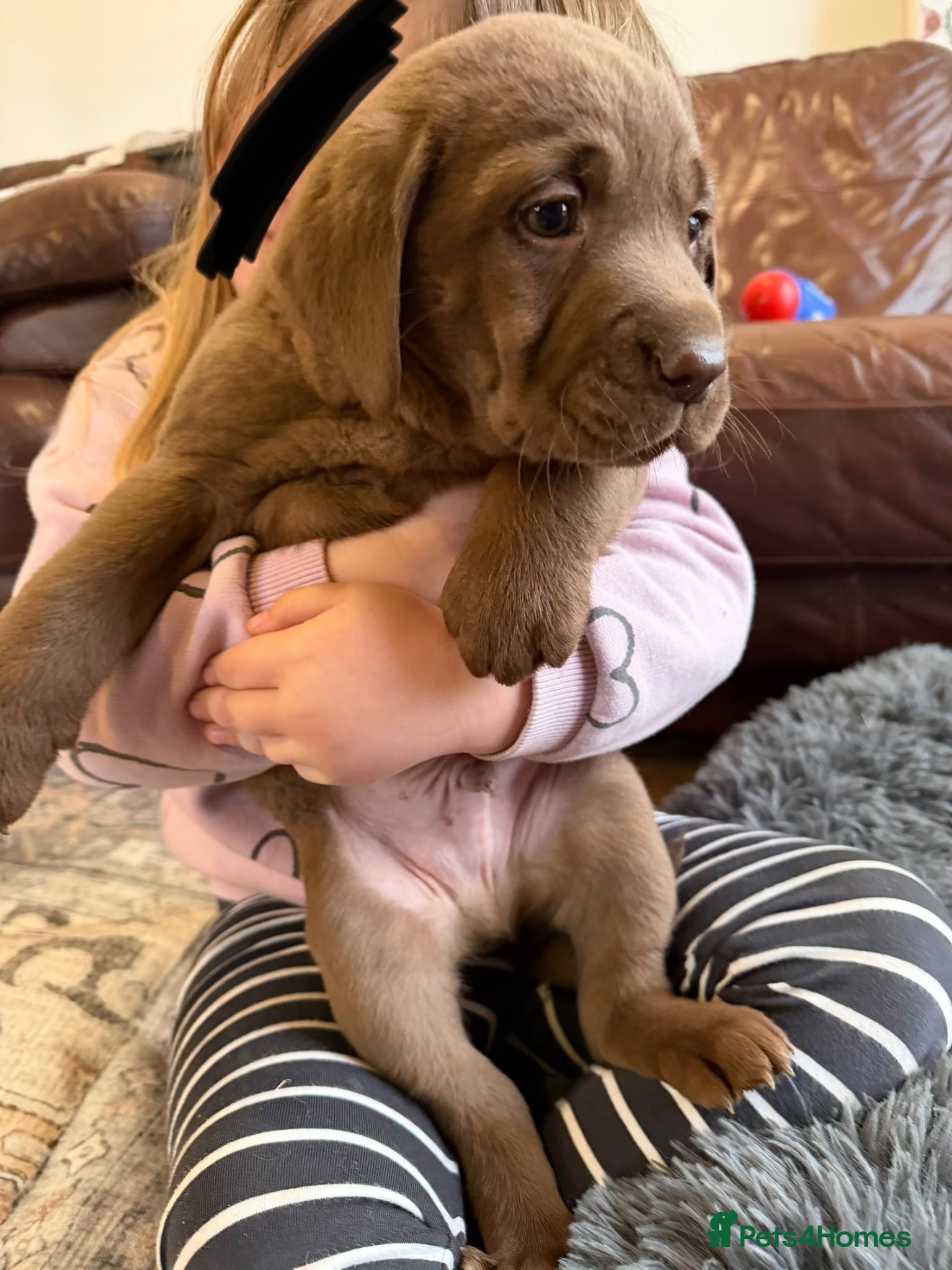 Labrador Retriever dogs 🐾Chocolate Labrador puppies🐾 - Advert 1
