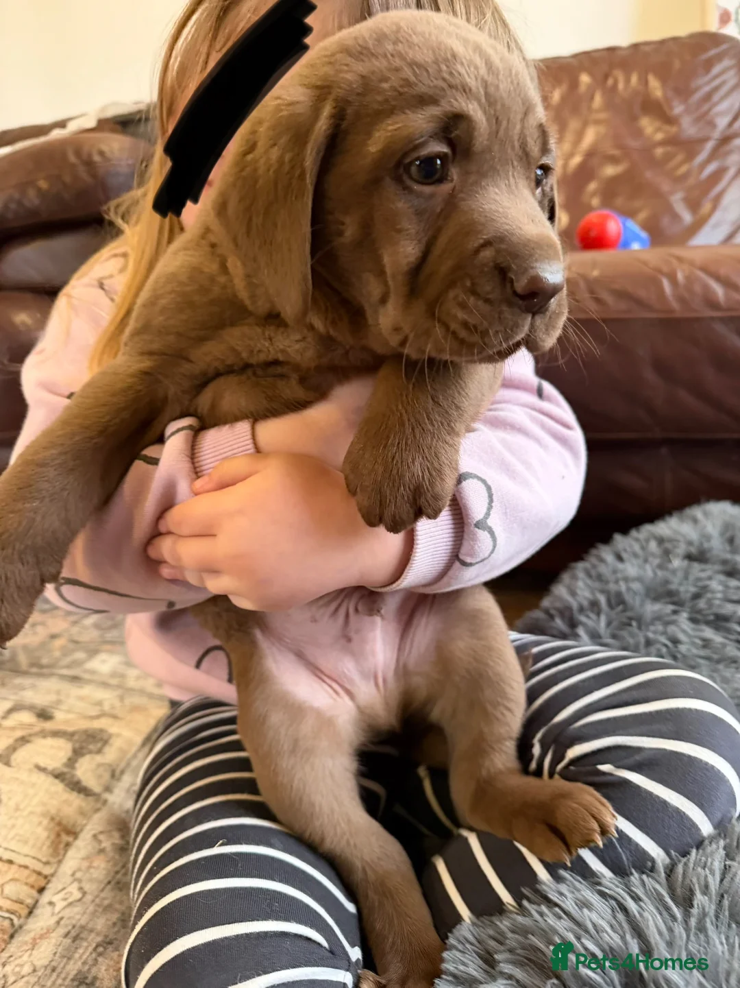 Labrador Retriever dogs for sale: 🐾Chocolate Labrador puppies🐾 - Advert 1