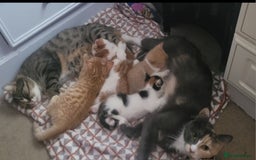 Mixed Breed cats for sale: Lovely kittens  - Image 11