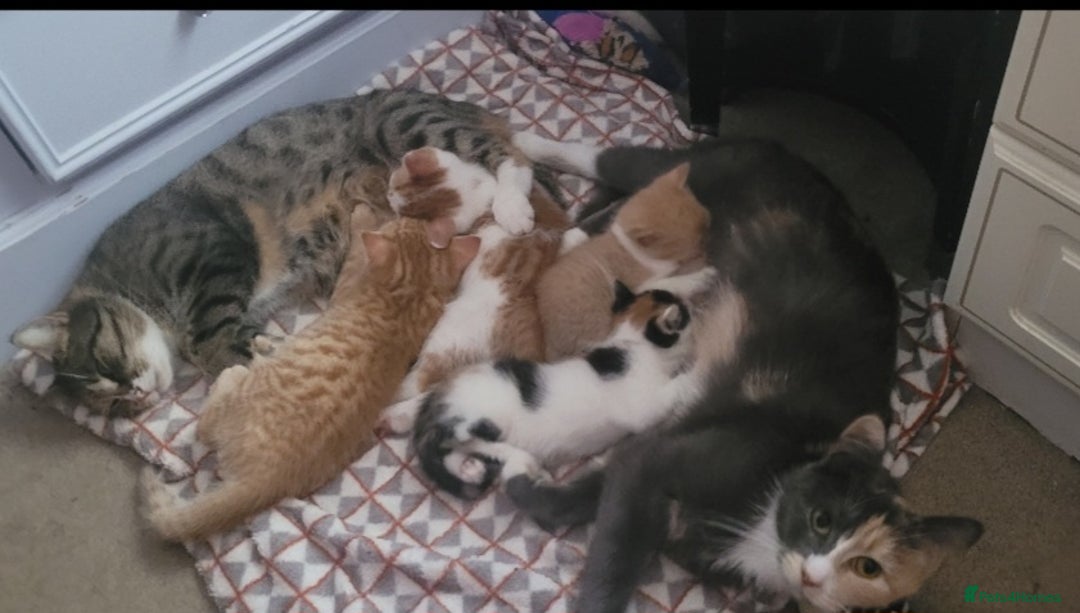 Mixed Breed cats for sale: Lovely kittens  - Image 11