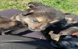 German Shepherd dogs for sale: German shepherd puppies  - Image 25