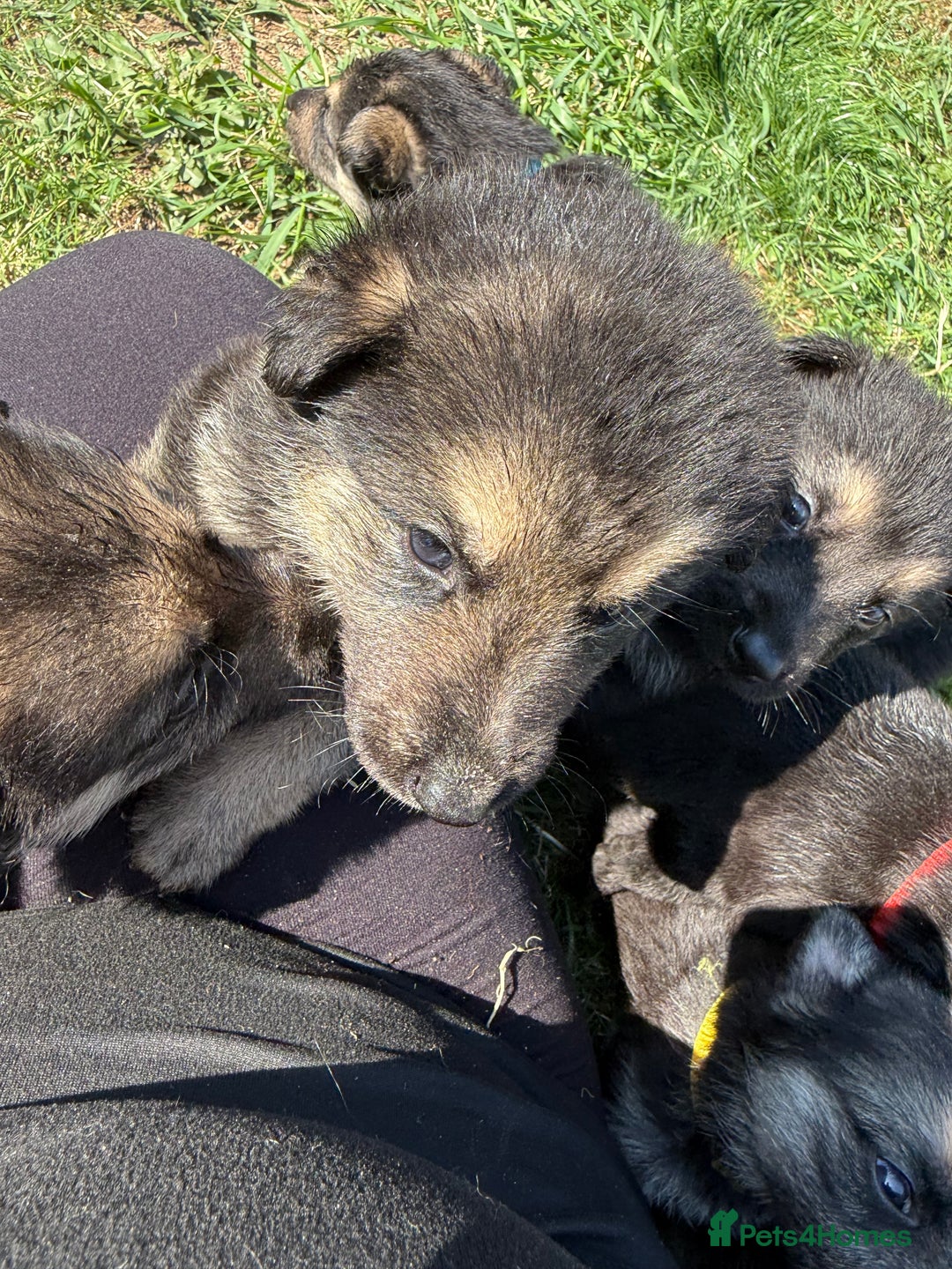 German Shepherd dogs for sale: German shepherd puppies  - Image 25