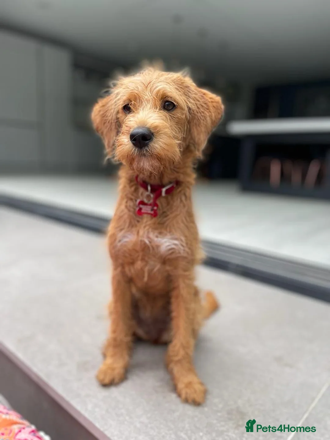 Gallery Image {{count}}