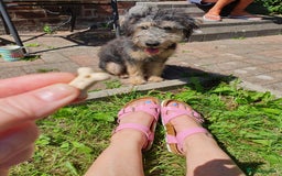 Mixed Breed dogs for sale: A loving home required!  - Image 2