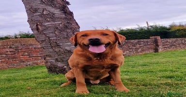 Labrador Retriever dogs - Advert 15