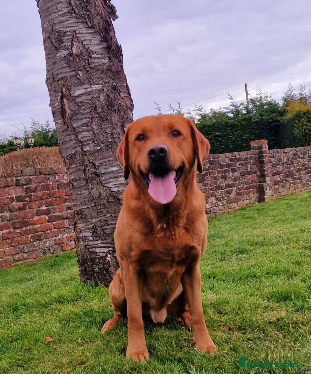 Labrador Retriever dogs for sale: Gorgeous Yellow & Fox Red Labrador Puppies KC REG - Image 3