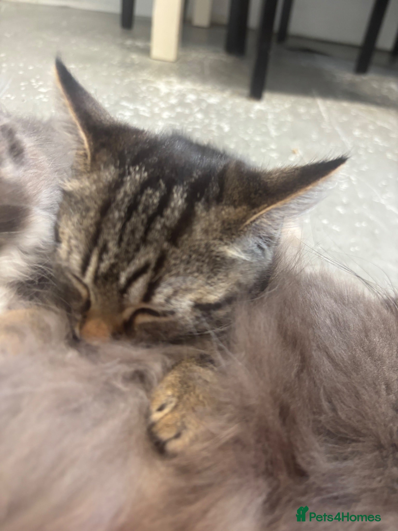 Maine Coon cats Maincoone boy kitten - Advert 5