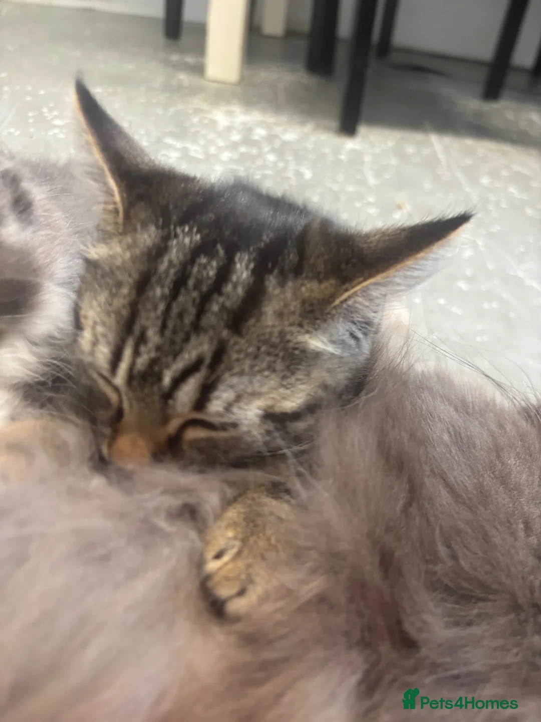 Maine Coon cats for sale: Maincoone boy kitten - Advert 1