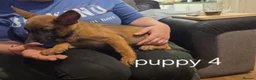 Belgian Shepherd Dog dogs for sale: Belgian Malinois Puppies for Sale- 11 weeks old - Advert 3