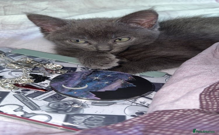 British Shorthair cats 5 month old kitten  - Advert 1