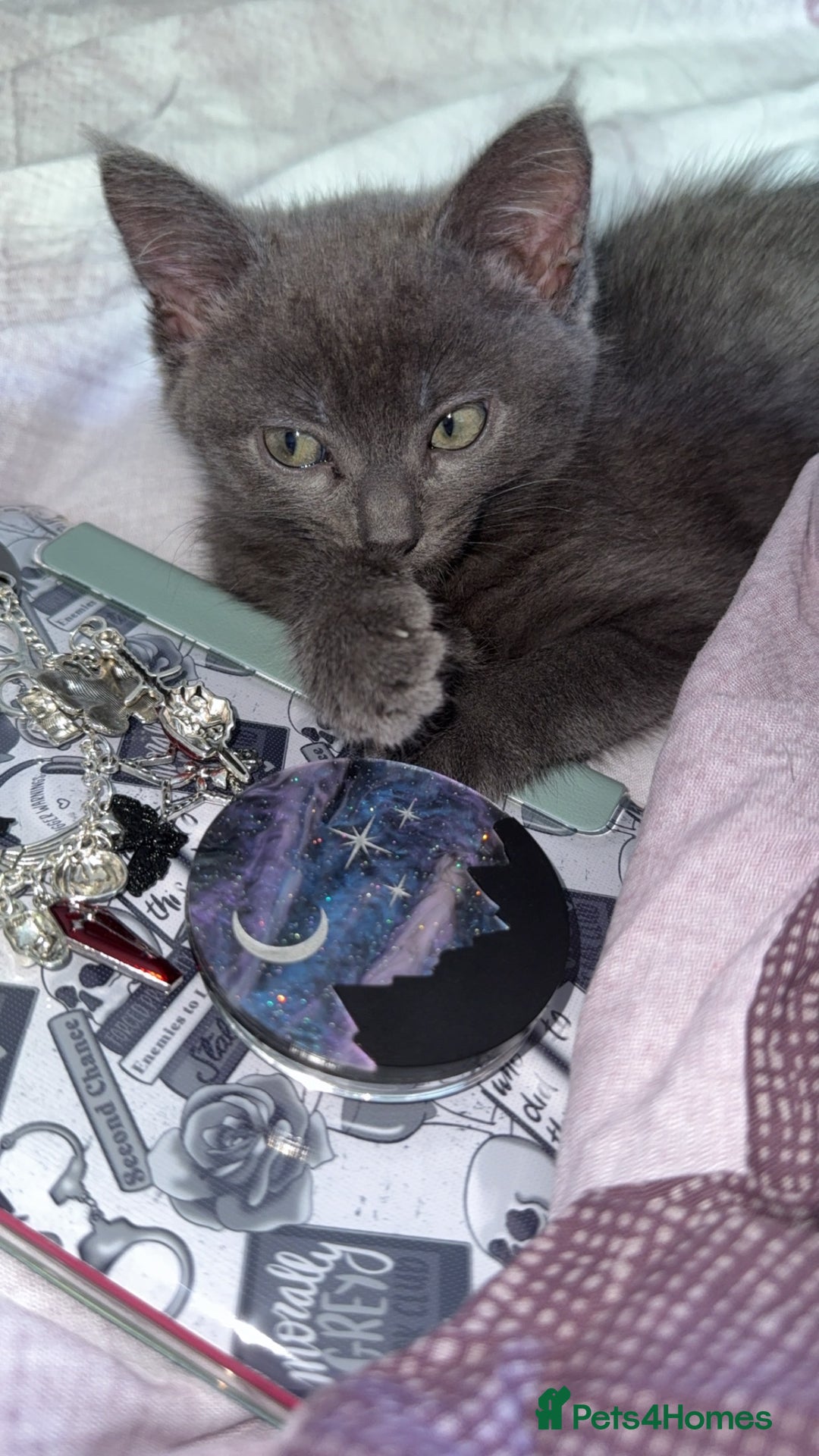 British Shorthair cats for sale: 5 month old kitten  - Advert 1