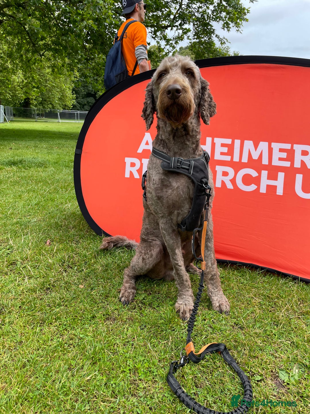 Goldendoodle dogs for stud: Our gorgeous boy Benji  in Northwich - Image 5