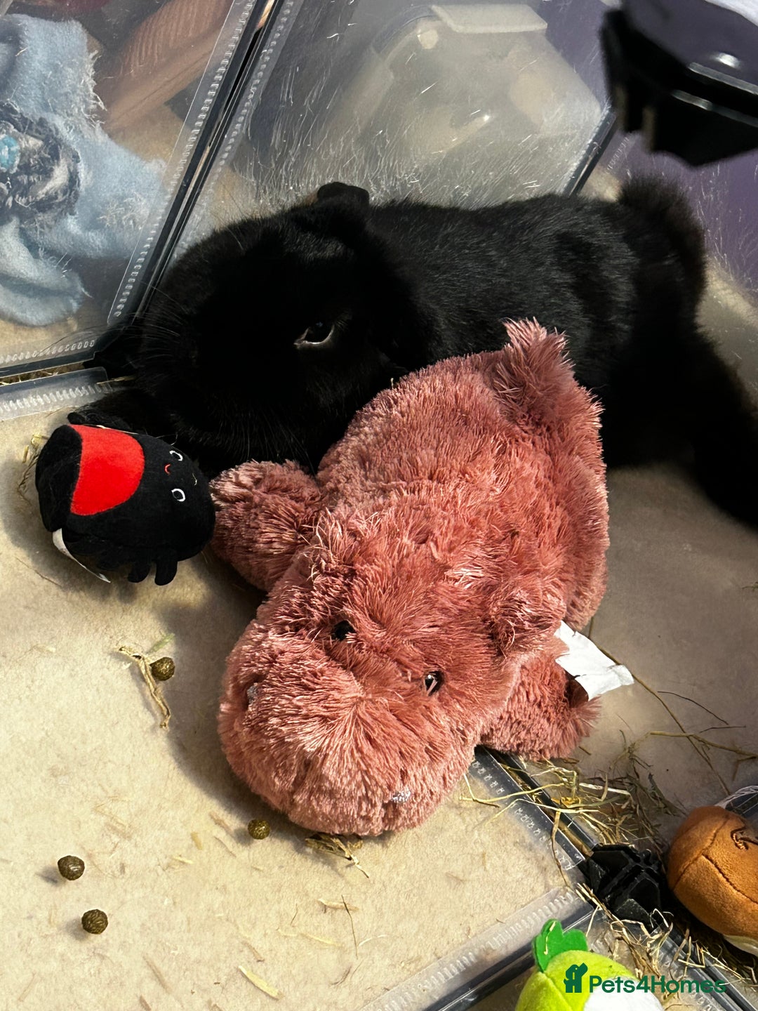 Mini Lop rabbits for sale: Black mini loop male and female  - Advert 2