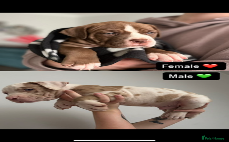 Mixed Breed dogs - Advert 2