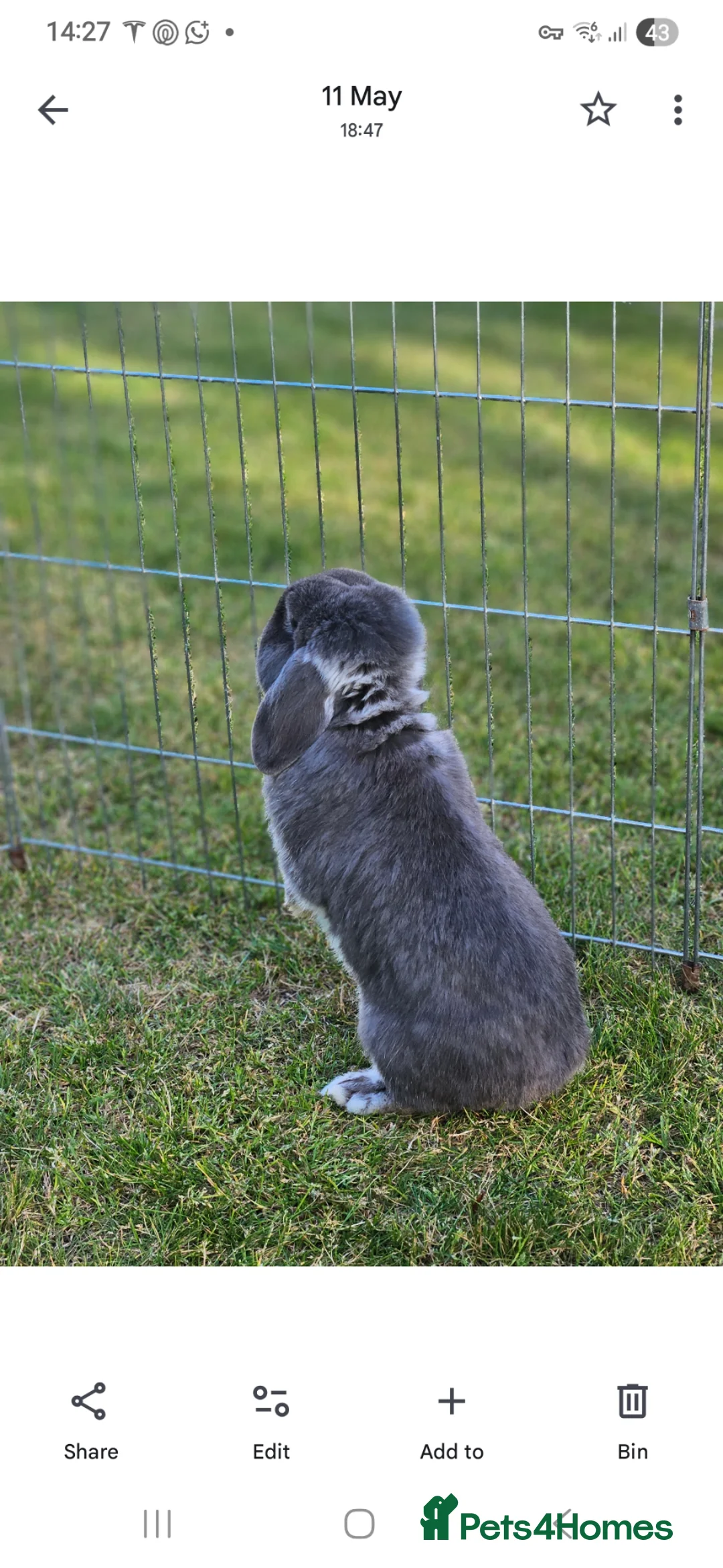 Mini Lop rabbits for sale: Gorgeous mini lop male rabbit - Advert 4