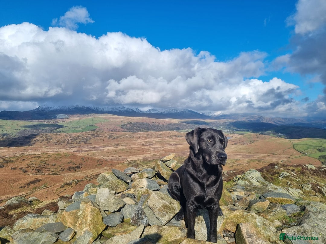 Labrador Retriever dogs for sale:  **  day Silver / Charcoal Labradors.  - Advert 4