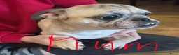 Pug dogs for sale: Pug puppies  - Advert 2