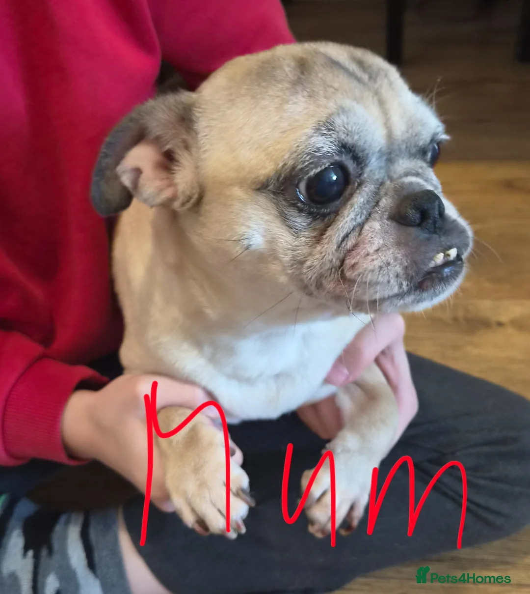 Pug dogs for sale: Pug puppies  - Advert 2