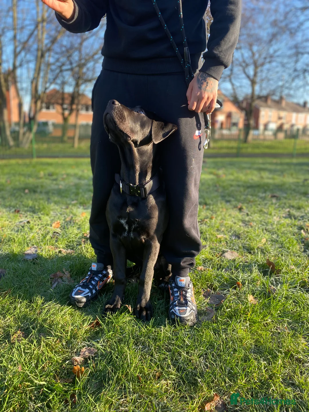 Mixed Breed dogs for sale: Cane corso X Presa canerio Nova Girl - Advert 6