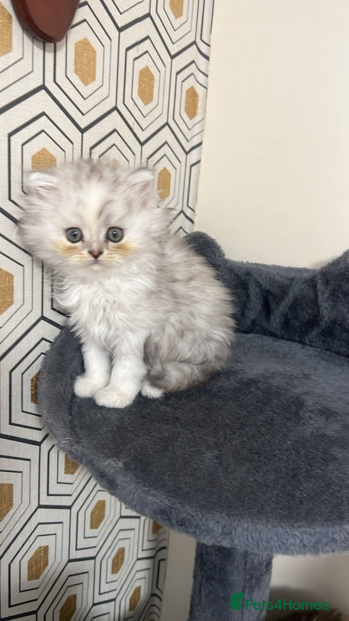 Persian cats Persian kitten female - Advert 7