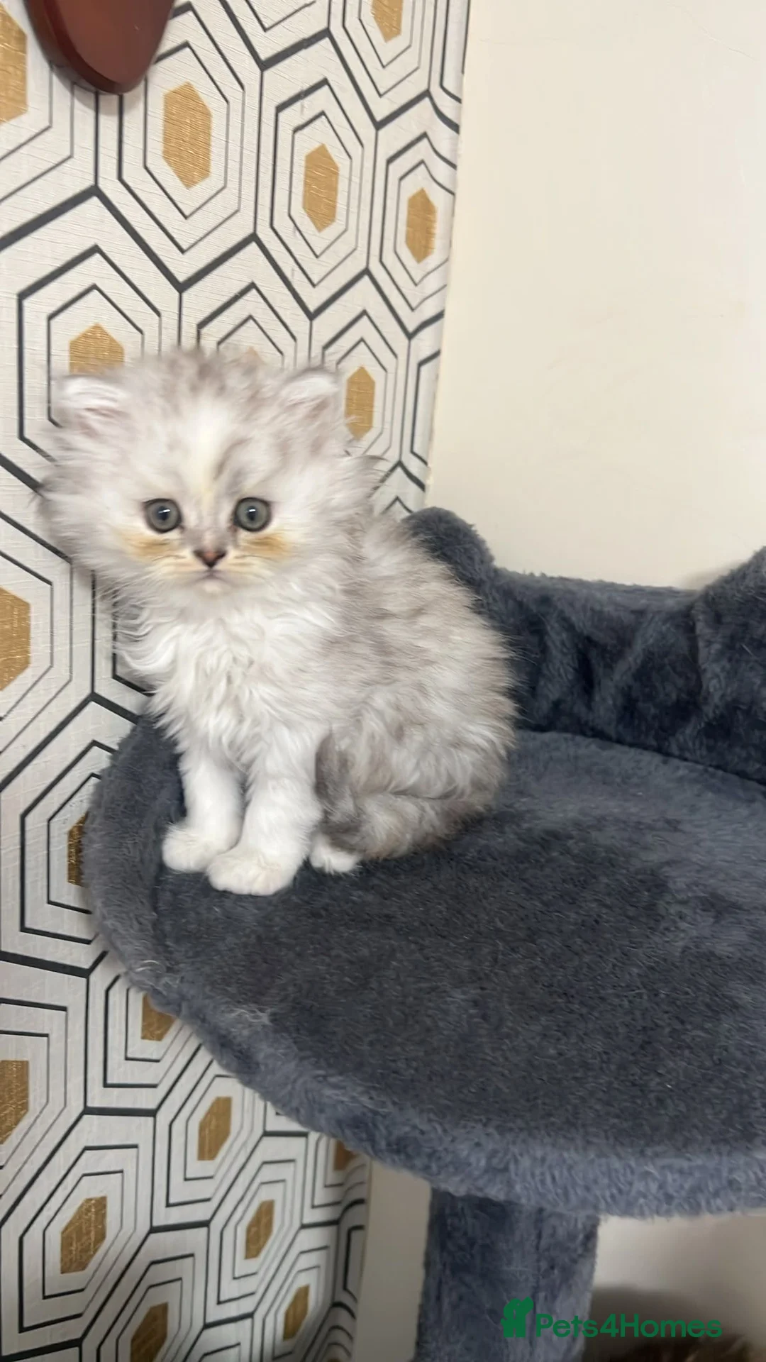 Persian cats for sale: Persian kitten female - Advert 1