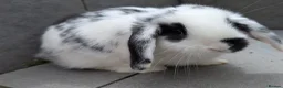 Mini Lop rabbits for sale: Super friendly mini lop kits - Advert 6