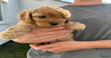 Cavapoo dogs - Advert 16