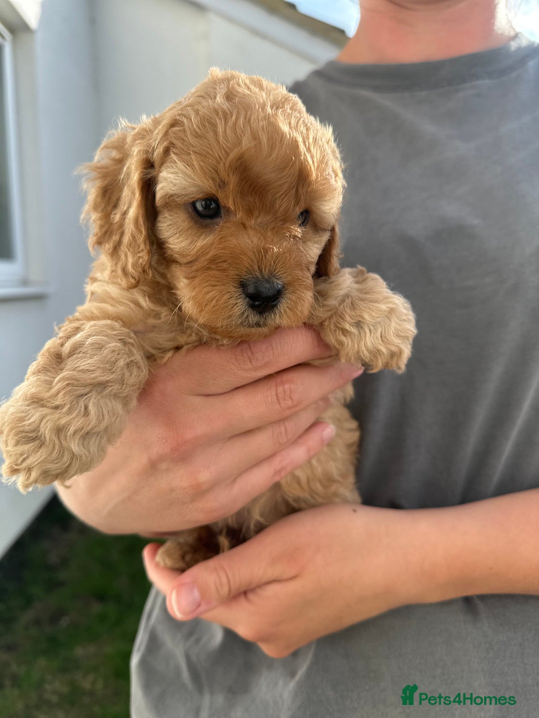 Cavapoo dogs for sale: Beautiful & Healthy Cavapoo Puppies   - Image 3