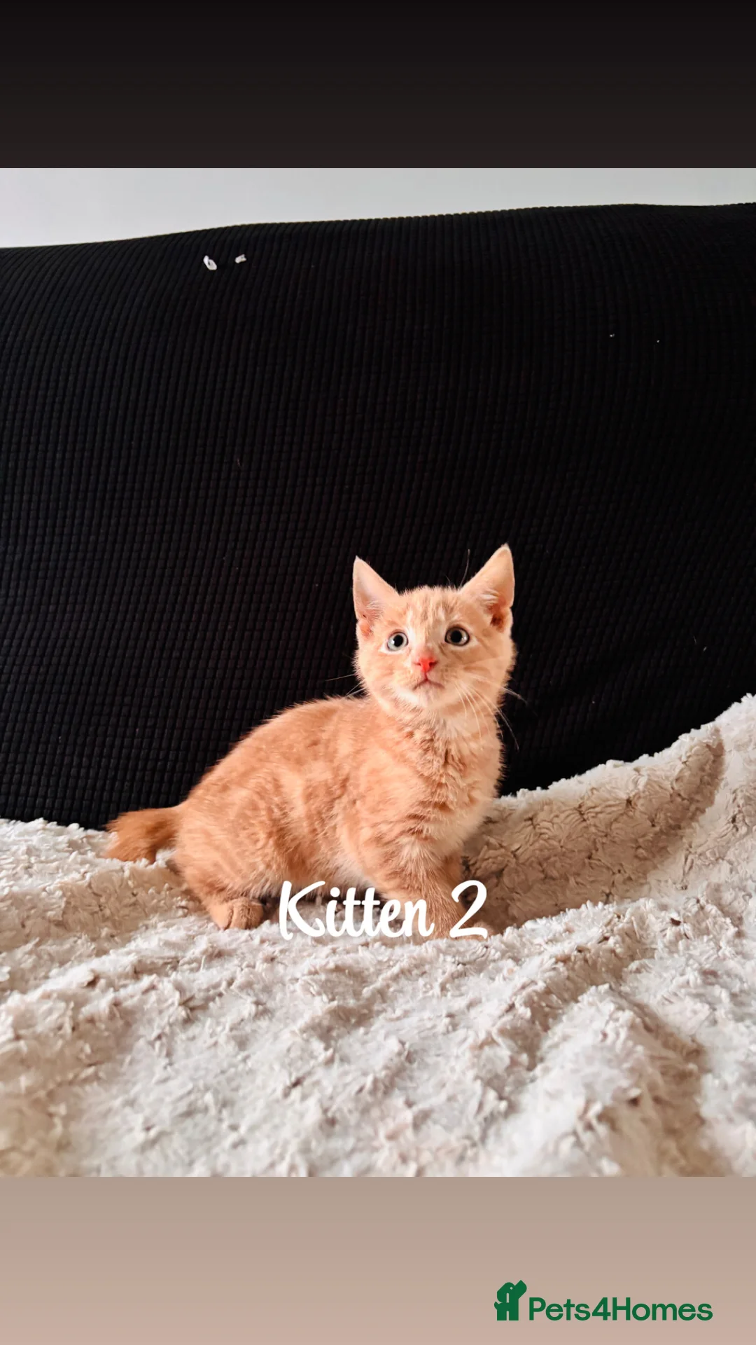 Domestic Shorthair cats for sale: Ginger kittens - Advert 6