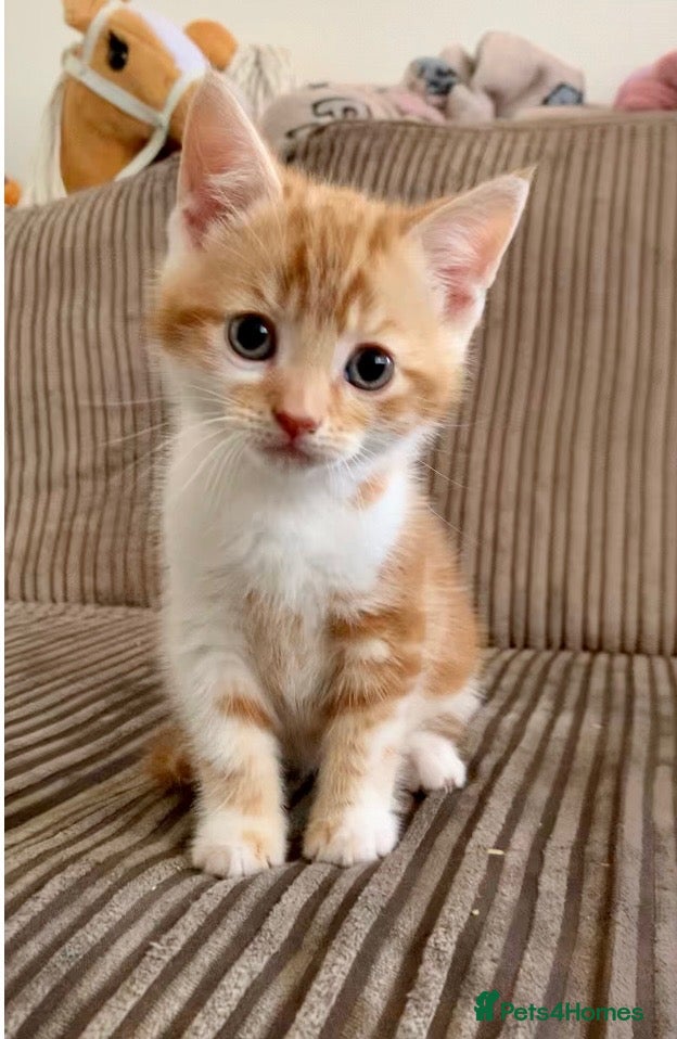 Mixed Breed cats for sale: Cute kittens ready now - Advert 7