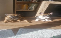 French Bulldog dogs for sale: French Bulldog - Image 3