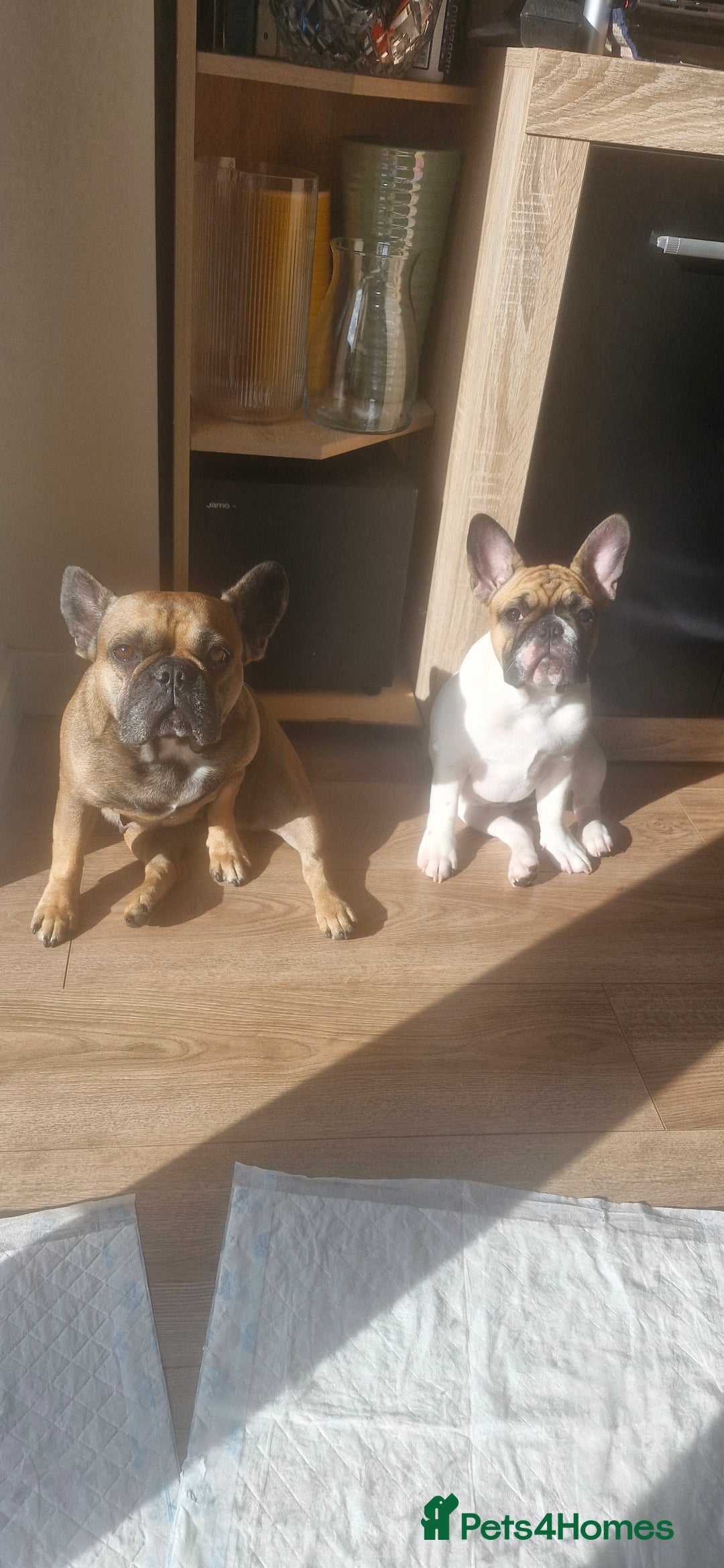 French Bulldog dogs for sale: French Bulldog - Image 3