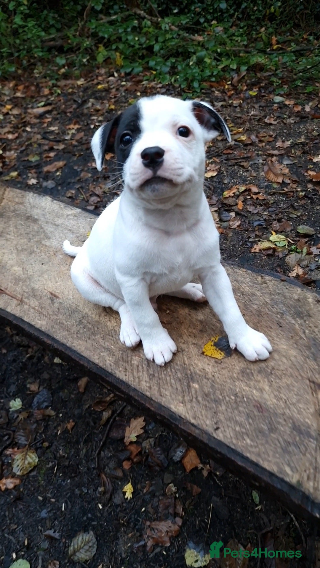 Staffordshire Bull Terrier dogs for sale: Ready Soon, KC reg, Full Vacs, BVA Eye tested 🐾 - Advert 21