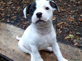 Staffordshire Bull Terrier dogs - Advert 10