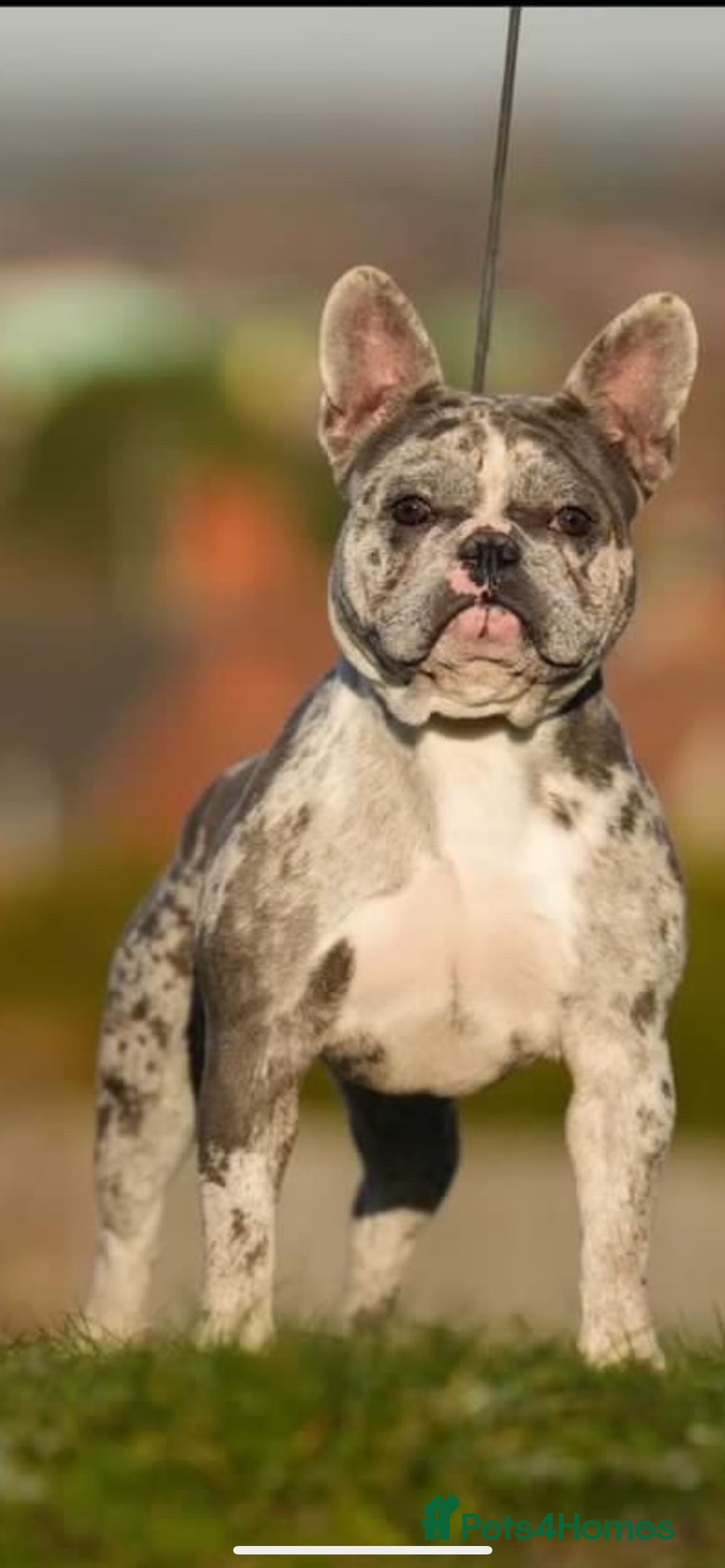 Mixed Breed dogs for sale: Frenchie x pocket bully male puppys - Image 6