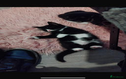 Mixed Breed cats for sale: Beautiful black & white kitten - Image 6