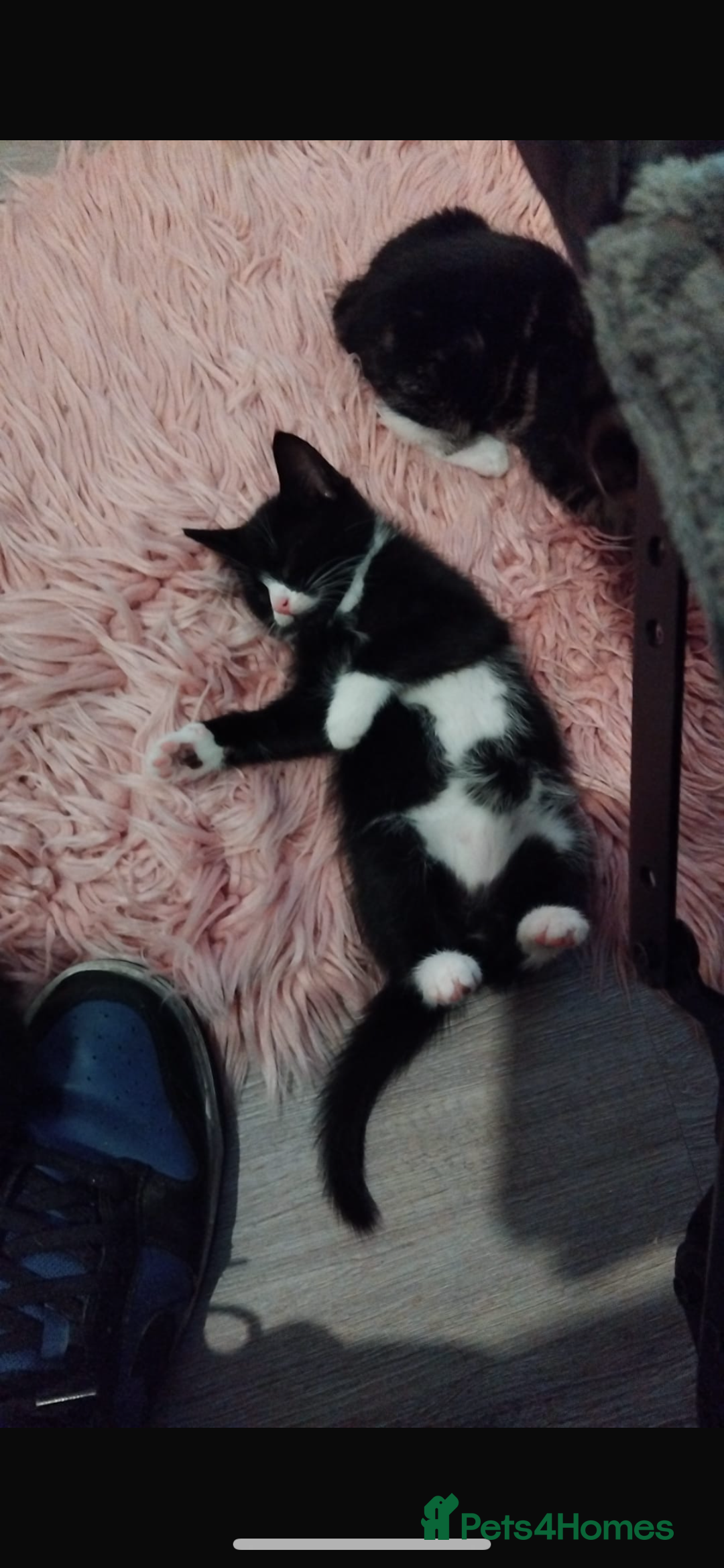 Mixed Breed cats for sale: Beautiful black & white kitten - Image 6