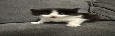 Kitten 4