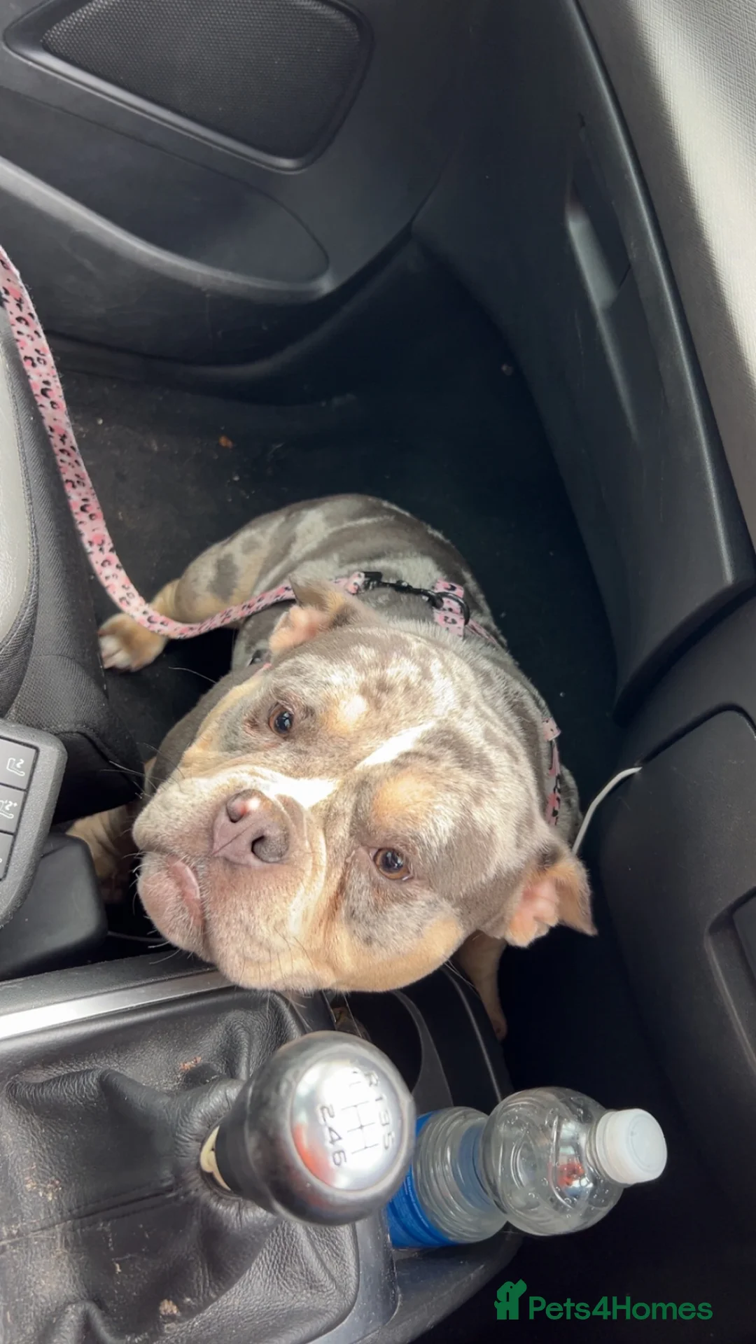 English Bulldog dogs for sale: Bulldog  - Advert 2